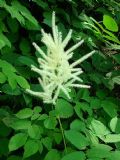 Aruncus dioicus